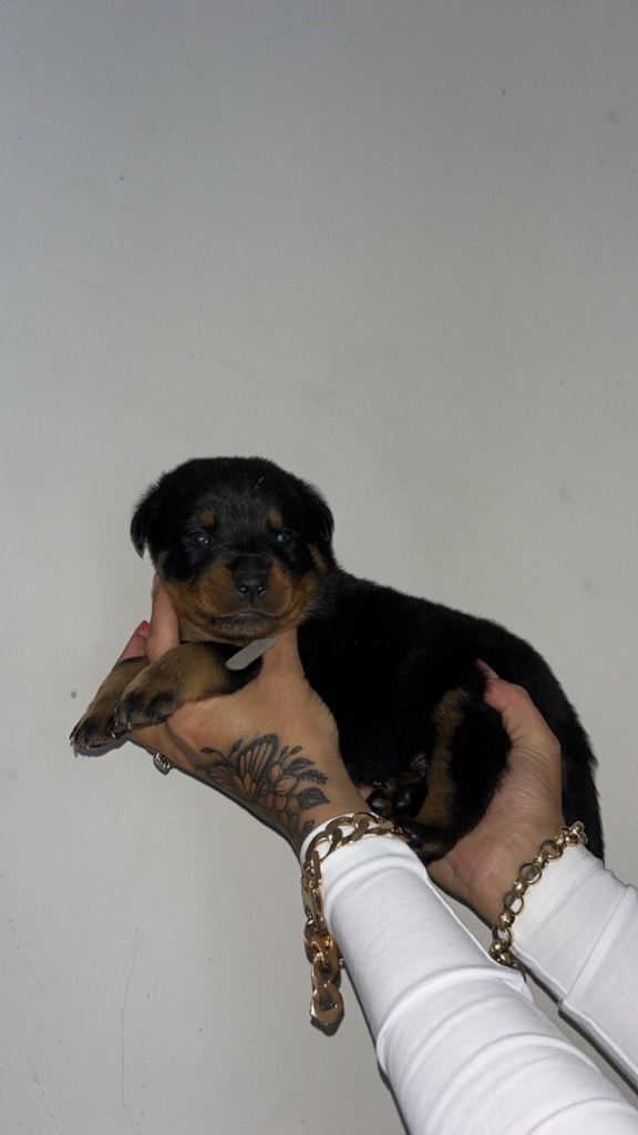 6 healthy Rottweiler puppies for sale! 