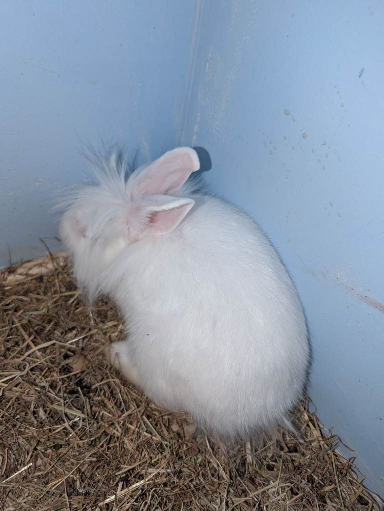 Rabbit to good home 