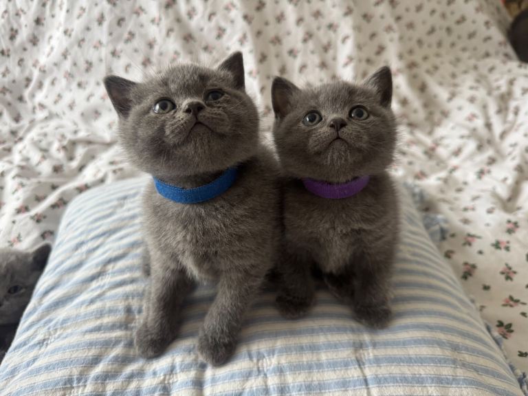 Stunning British Shorthair kittens 🐱 