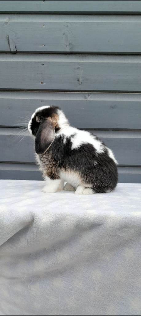 Purebred mini lop rabbits ready now 