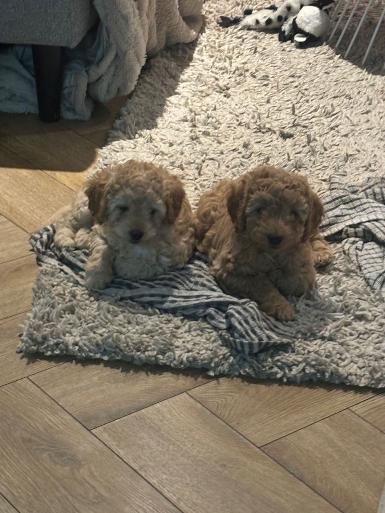 Baby ginger cockapoo ready to go 💖