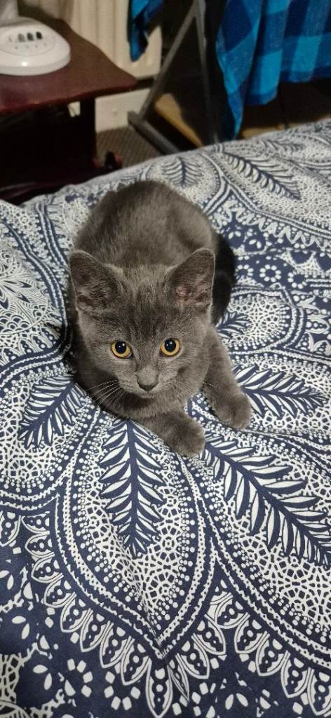 Rehoming 12 week old kitten