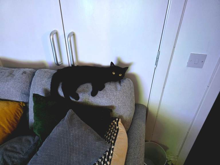 Female cat 17 months old & microchipped and neutered £100.