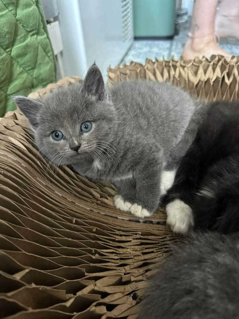 *READY NOW* Gorgeous Blue Kittens