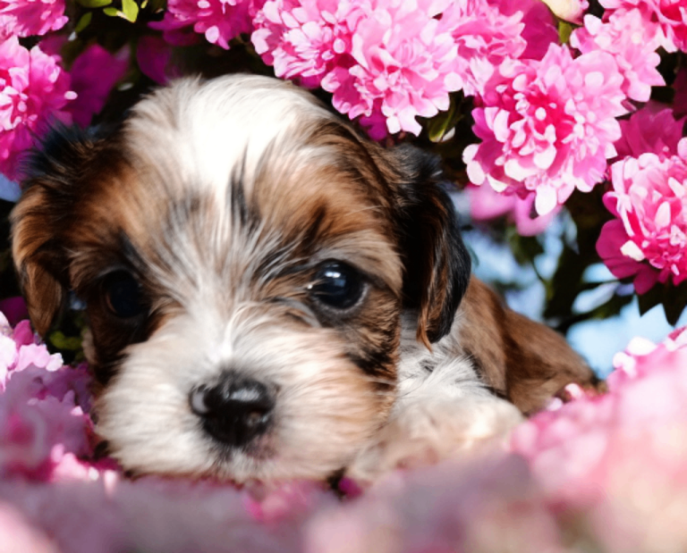 Colorfull Yorkshire terrier 