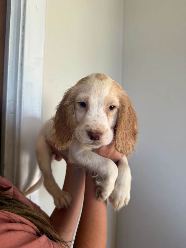 KC Registered Cocker spaniel puppy’s 
