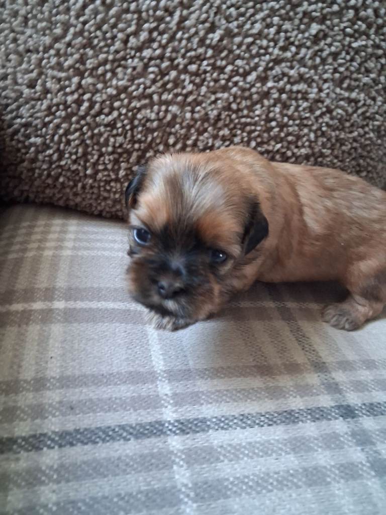 Shihtzu puppies 