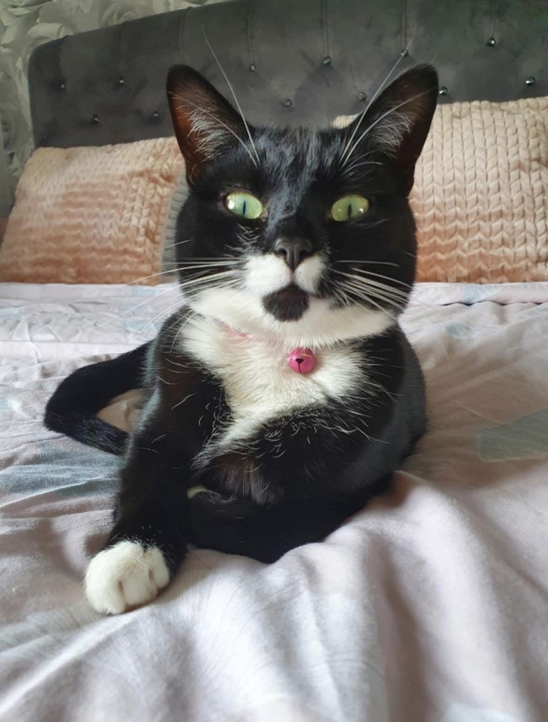 Female Tuxedo Cat - Luna