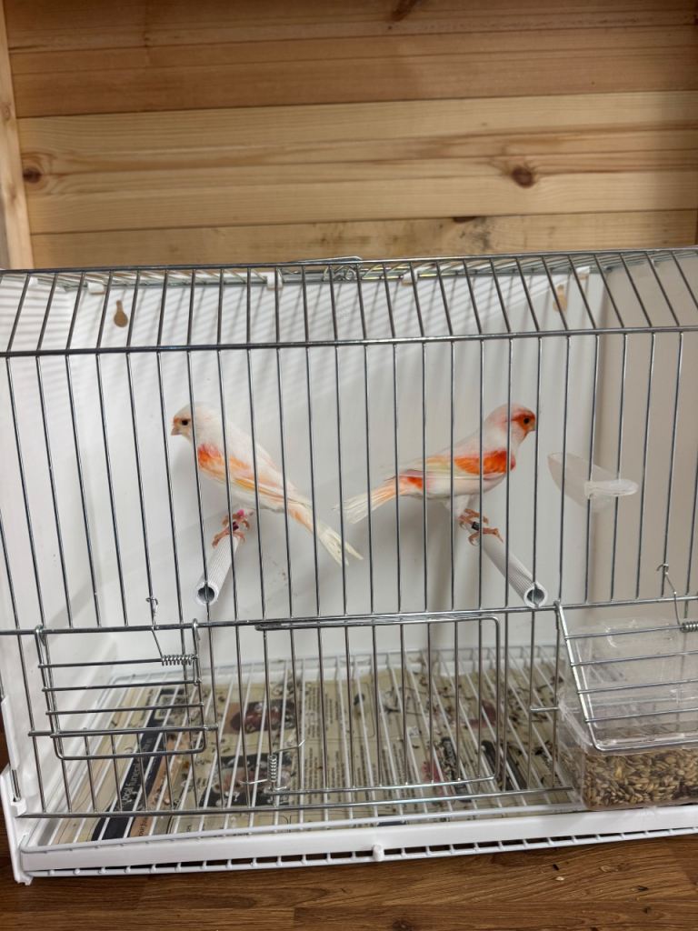 Red mosaic & harlequin 