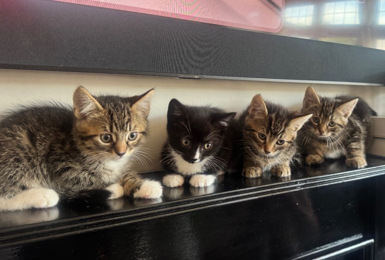 8 week old kittens