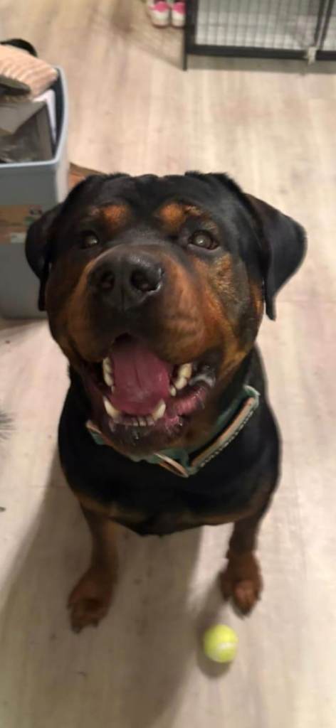Dog looking for a strong companion 