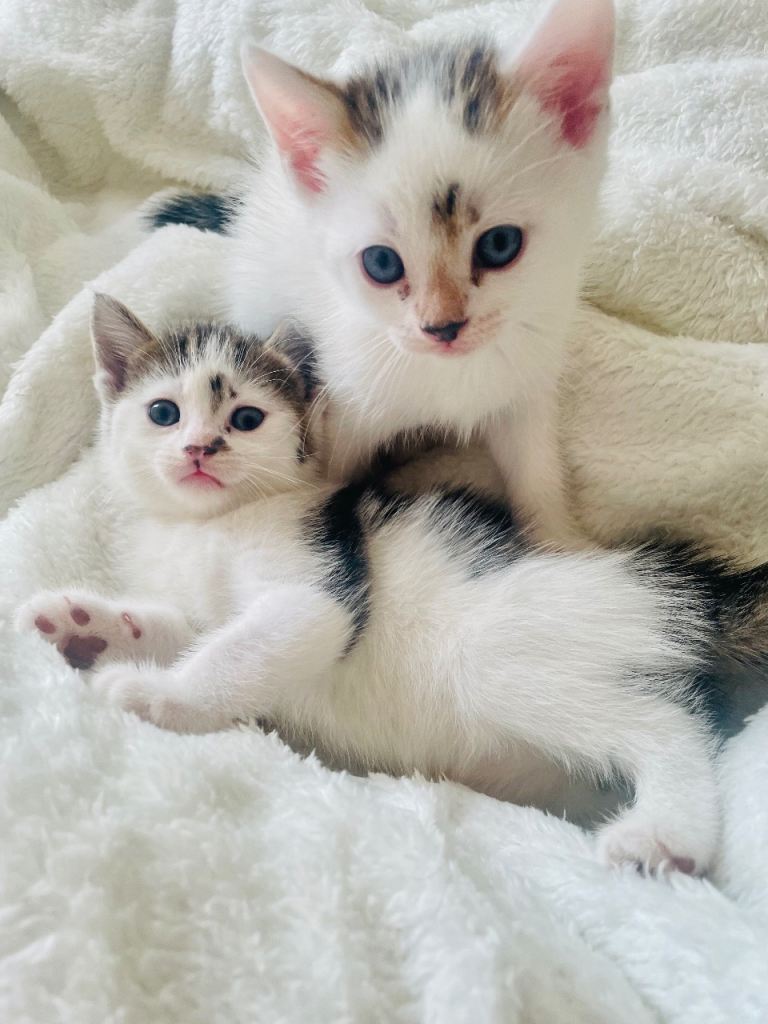 Kittens for sale to loving homes 