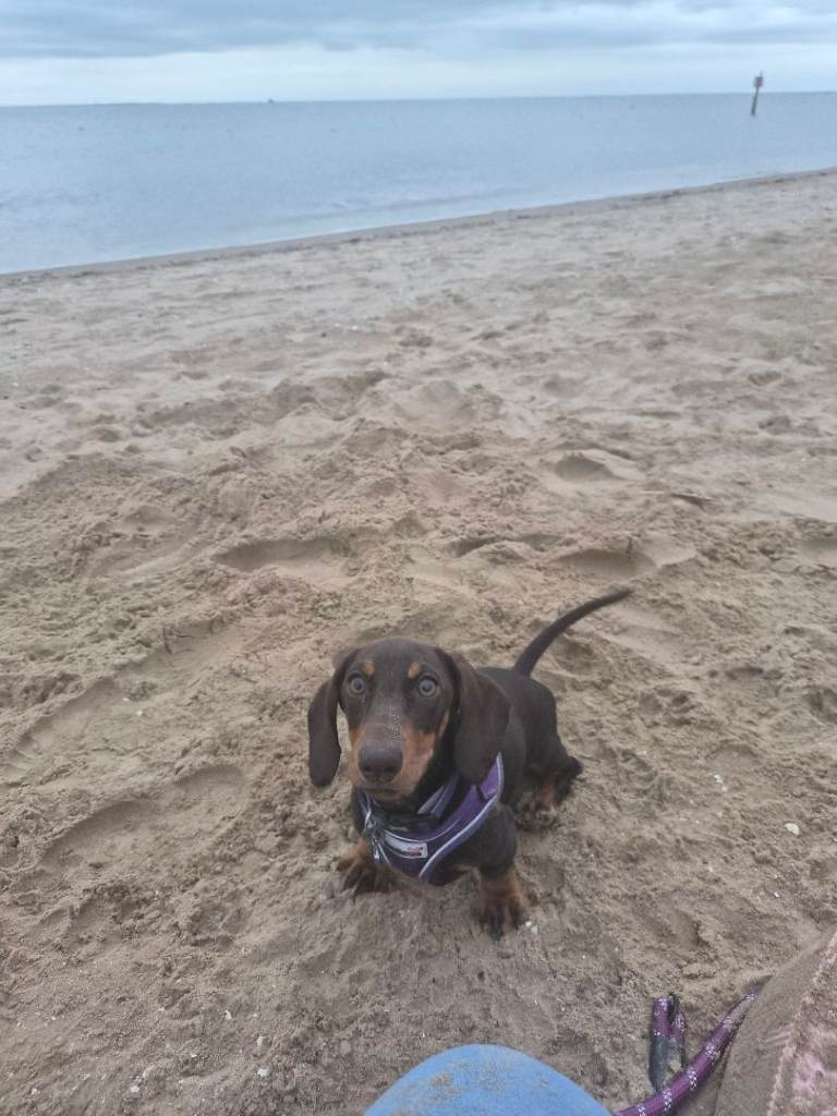 Dachshund puppy 4 months old 