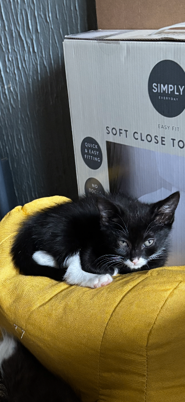 Female kitten
