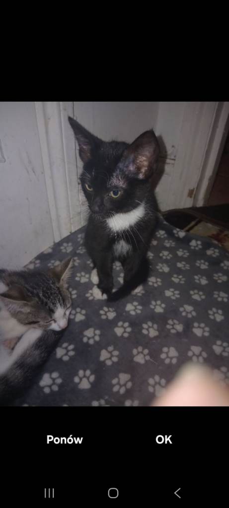 2, little kitten boys ready to go home
