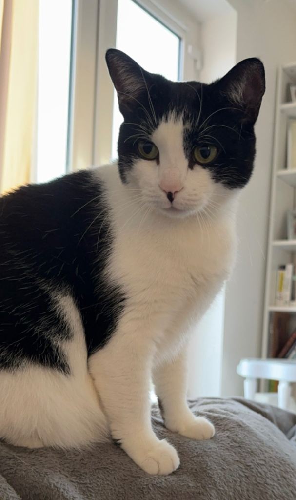 5 year old indoor female cat 