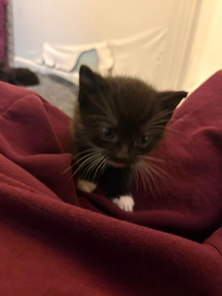 4 lovely kittens 
