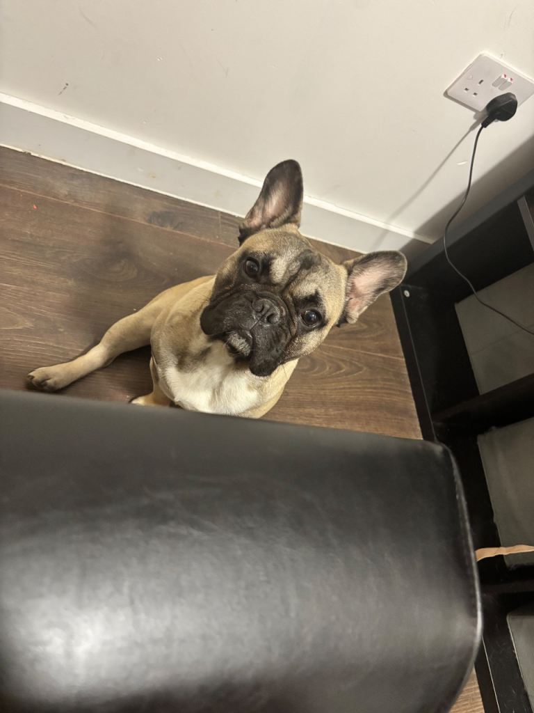 French Bulldog with fawn coat and dark muzzle