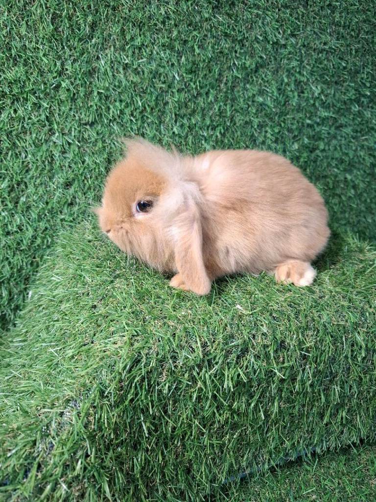 BABY RABBITS