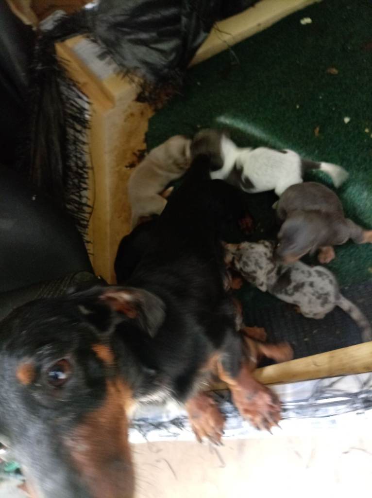 Miniature Dachshund 