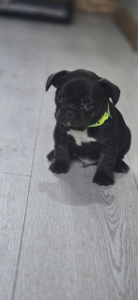 French bulldog puppies 