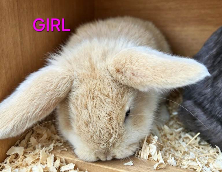 Mini lop babies 