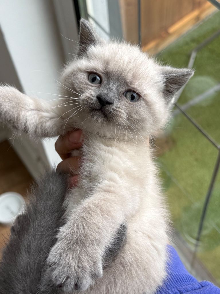 Cream  Beautiful  kitten - boy 