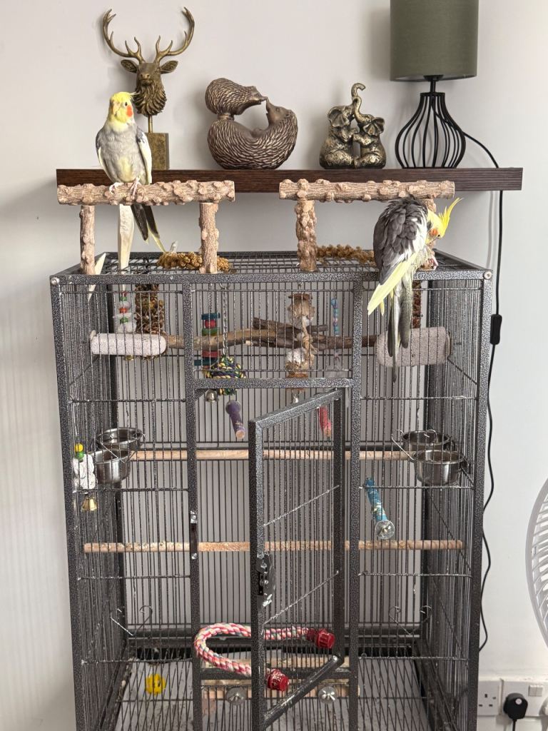 Two cockatiels 