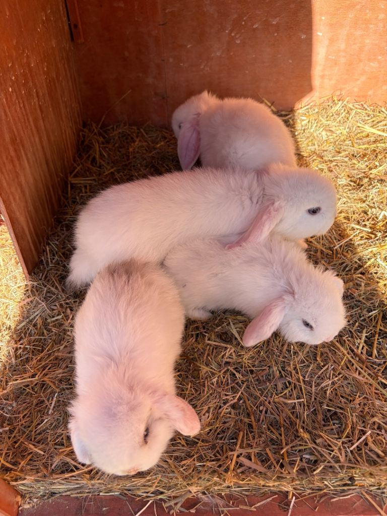 Mini lop bunnies 