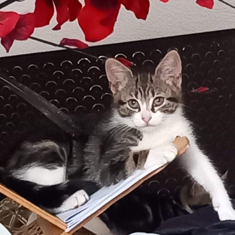 Kittens