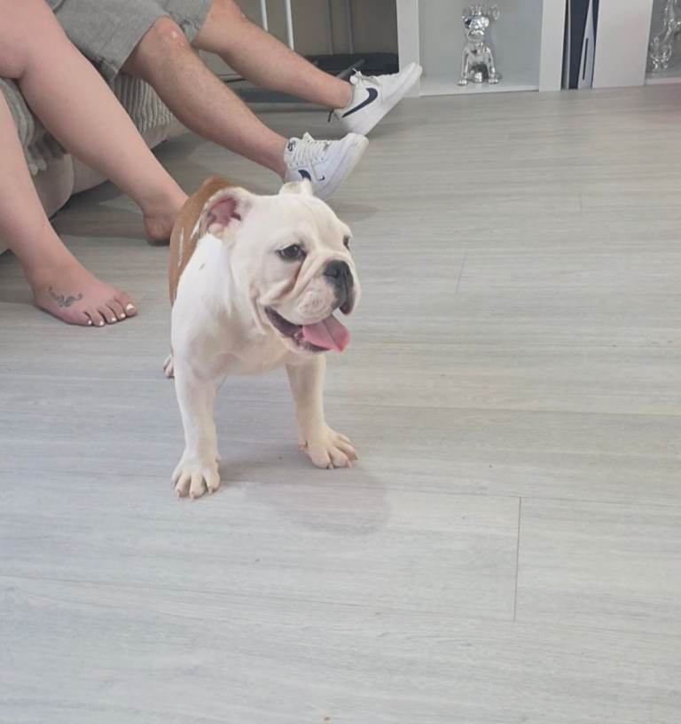 English bulldog puppys 