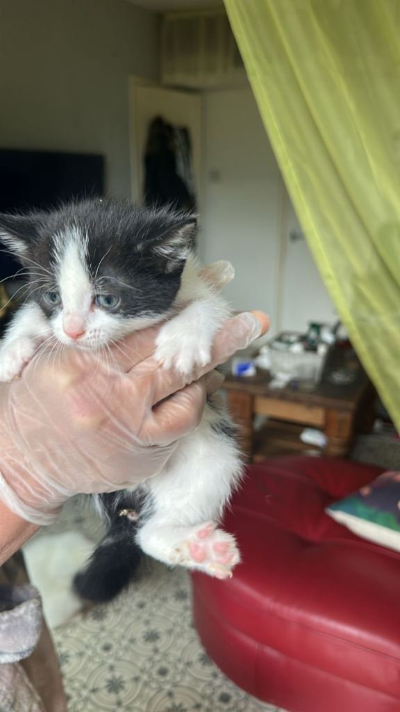 Kittens