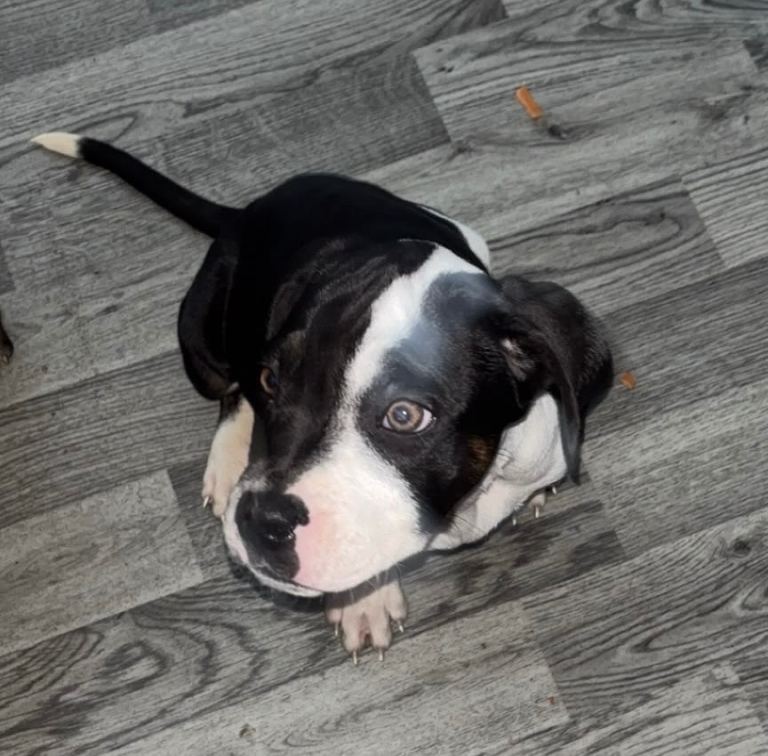 Presa canario x American bulldog 