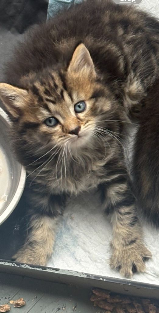 Kitten