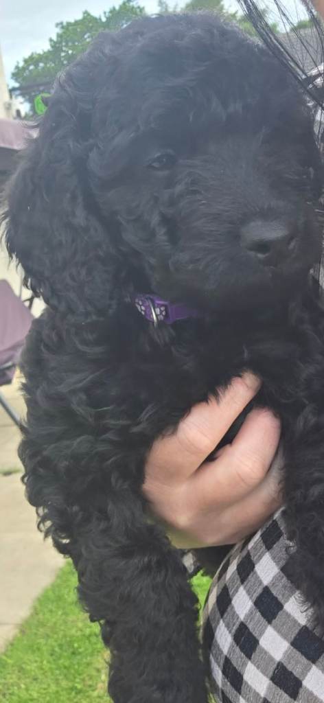 Beautiful f1b female cockapoo ready now :) 