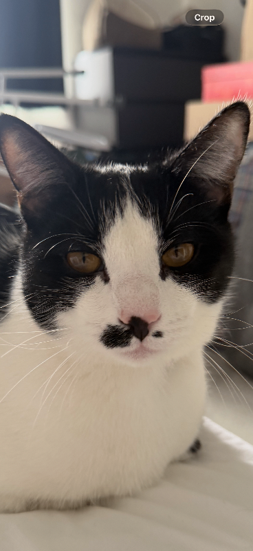 9 Month old kitten called Tommy very loving 