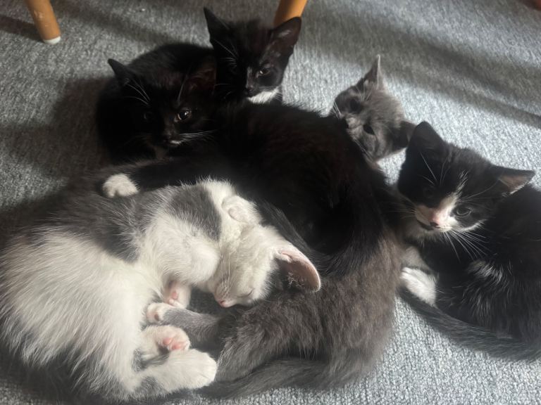 Kittens