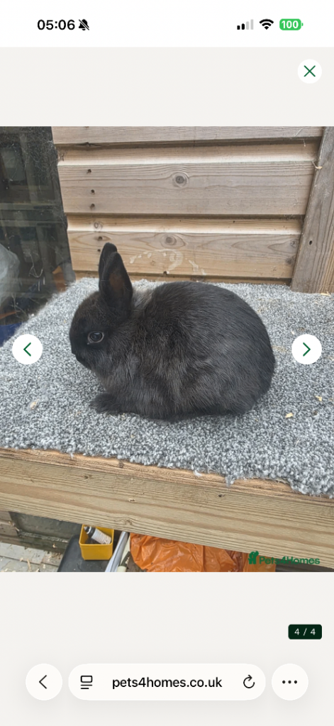 Two male Netherlands dwarfs rabbits 
