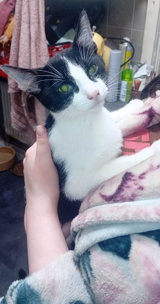 Adorable female kitten