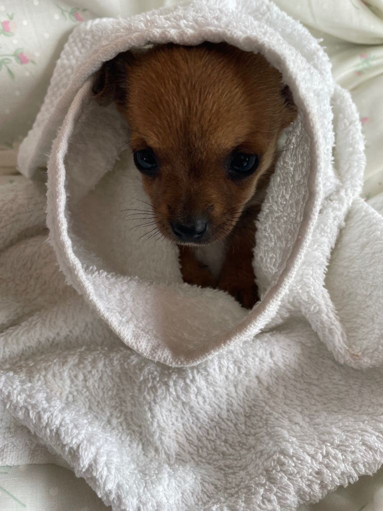 Adorable Female Chihuahua Puppy Fawn Colour  8 weeks on 28th June 2026 -looking for Forever Home  