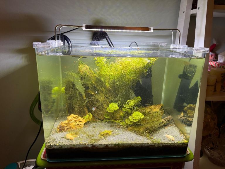 60 litre Fish tank set up need gone ASAP. includes everything. 