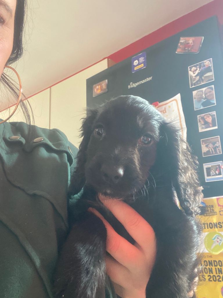 Boy puppy spaniel