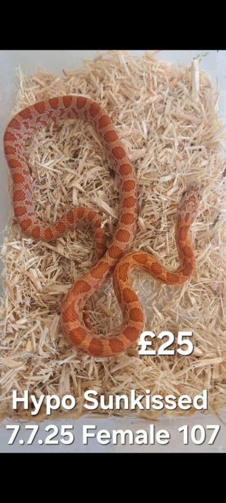  Lower Prices! Various Corn Snakes for sale