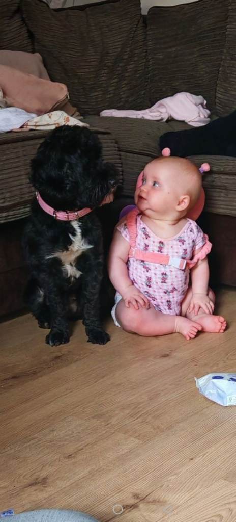 🐕Beautiful cockapoo puppies🐕