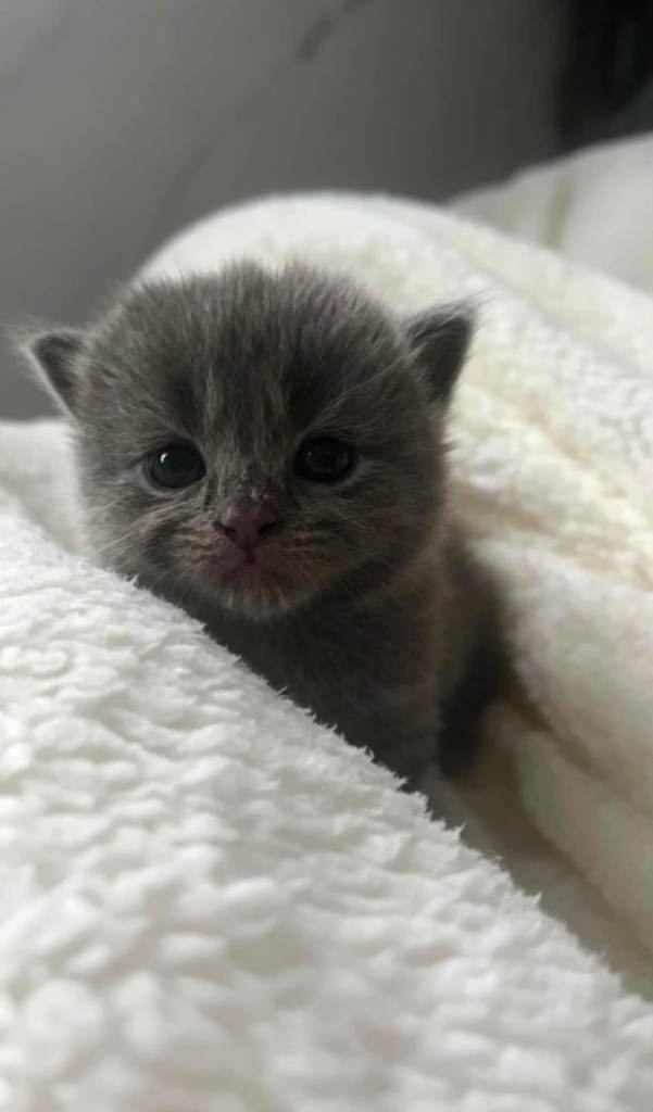Adorable kittens