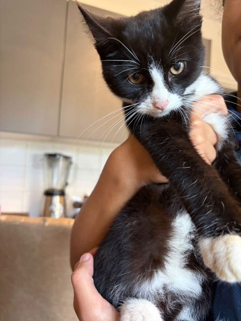 4 months old kitten