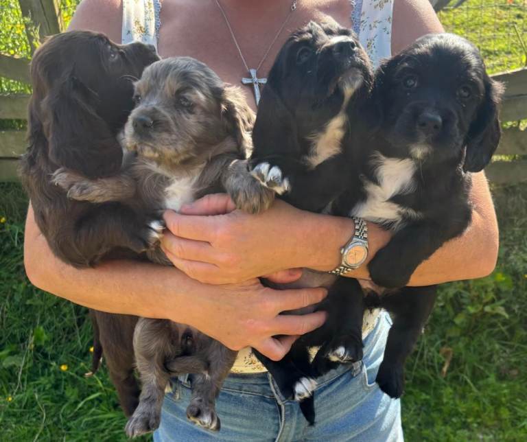 Cocker spaniels 
