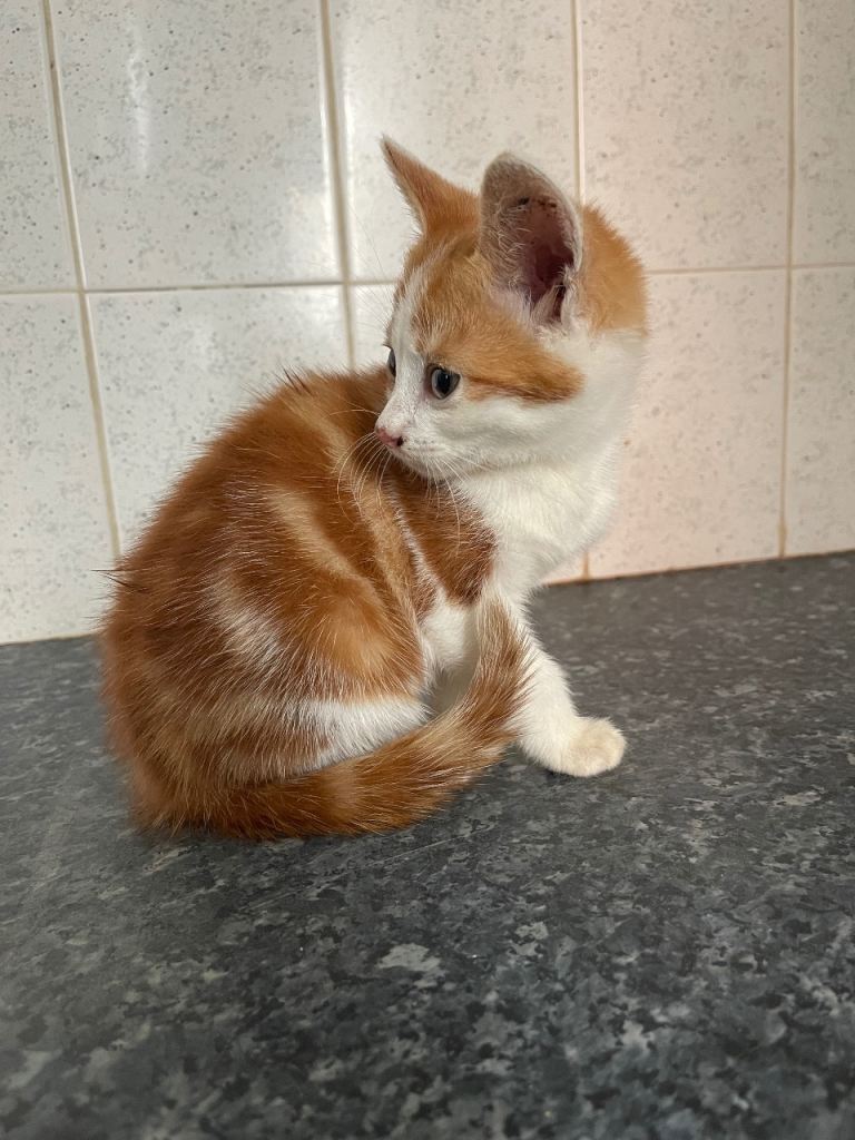 Kitten for sale- 9 weeks MALE