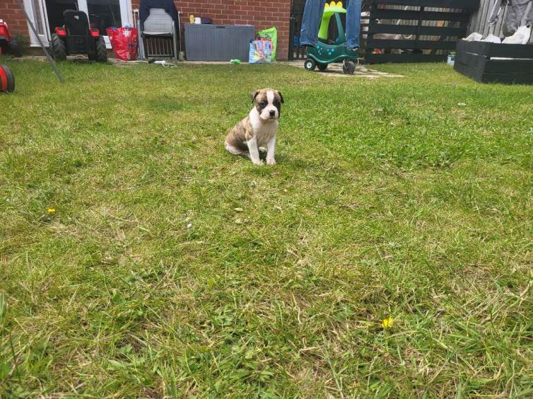!!Ready to leave now!! American Bulldog x Cane Corso puppies