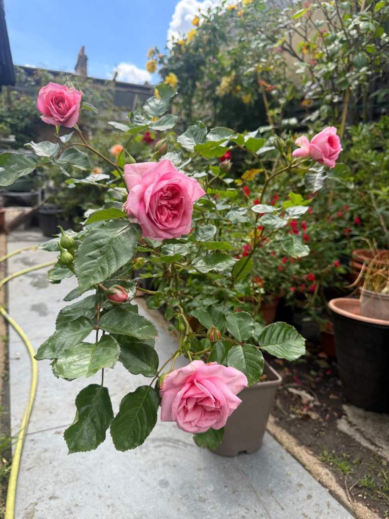 Beautiful Pink Rose Bush in Pot